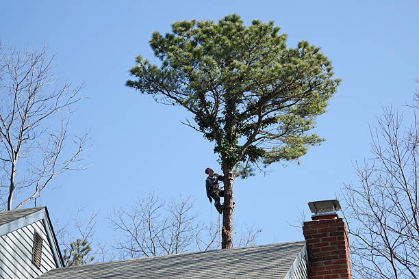 Seasonal Cleanup (Spring/Fall) in Gambrills, MD