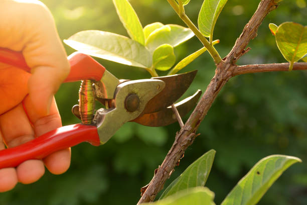 Tree and Shrub Care